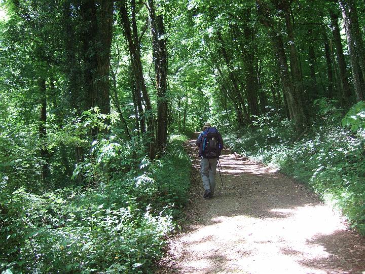 2008-05- (322).JPG - ... und ab in den Wald